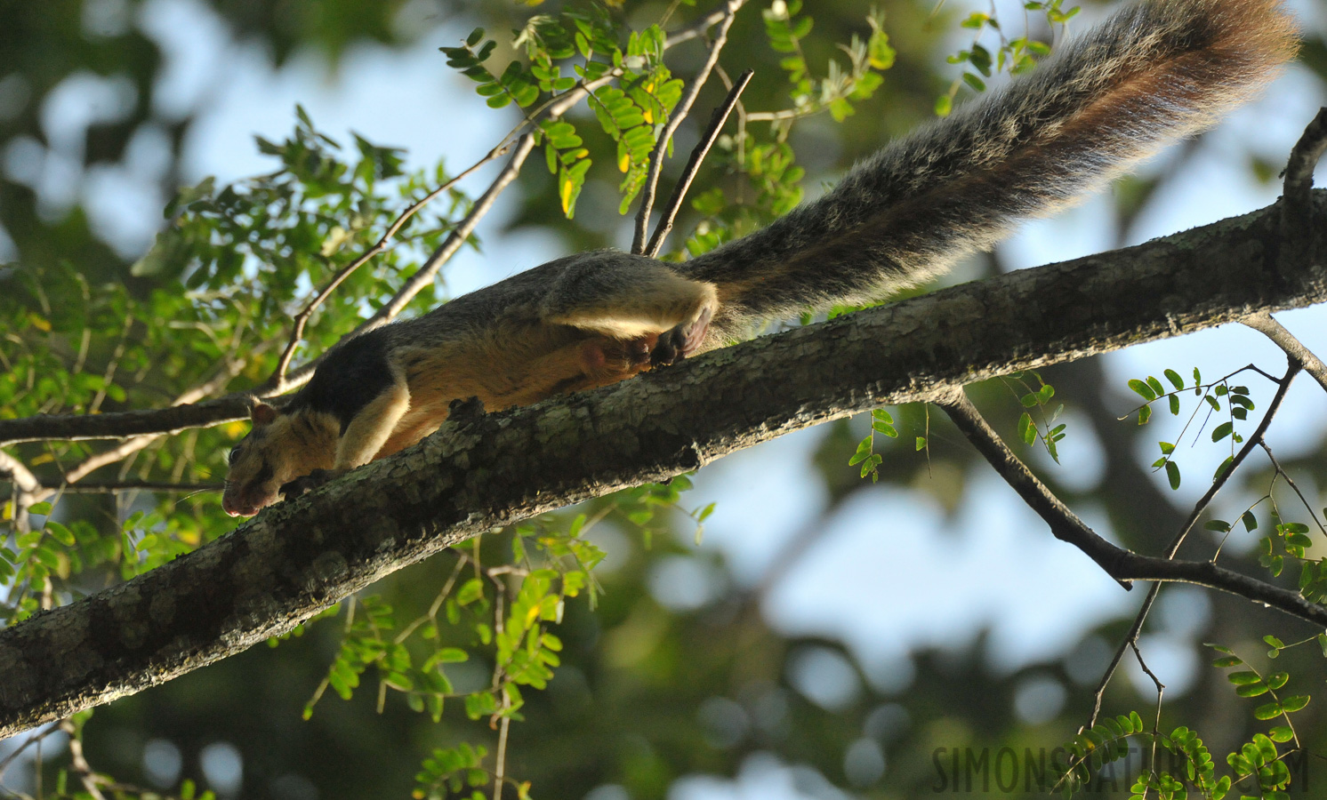 Ratufa macroura macroura [550 mm, 1/2500 sec at f / 7.1, ISO 4000]